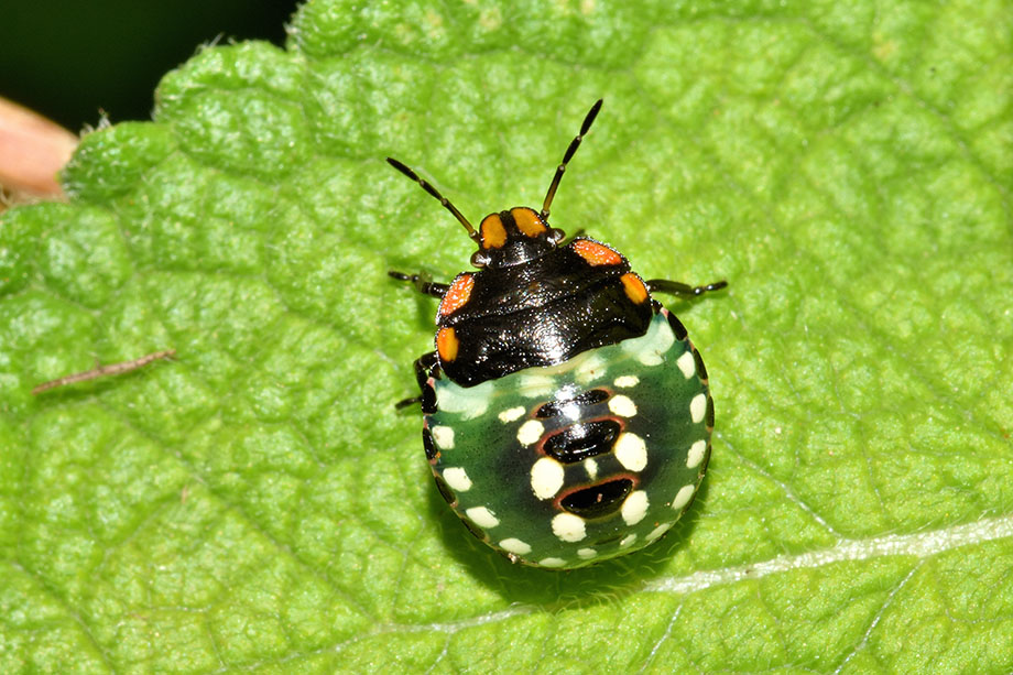 Pentatomidae: ninfa di Nezara virudula di Cascina (Pisa)