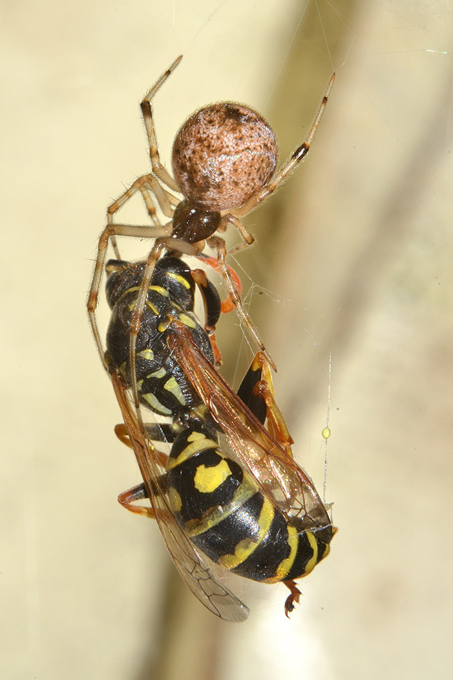 Parasteatoda tepidariorum con Polistes sp. - Cascina (PI)