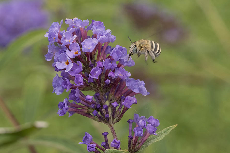 Apidae Anthophorinae: Amegilla sp.