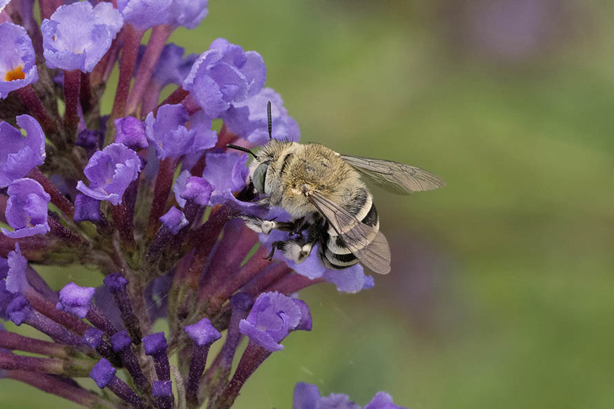 Apidae Anthophorinae: Amegilla sp.