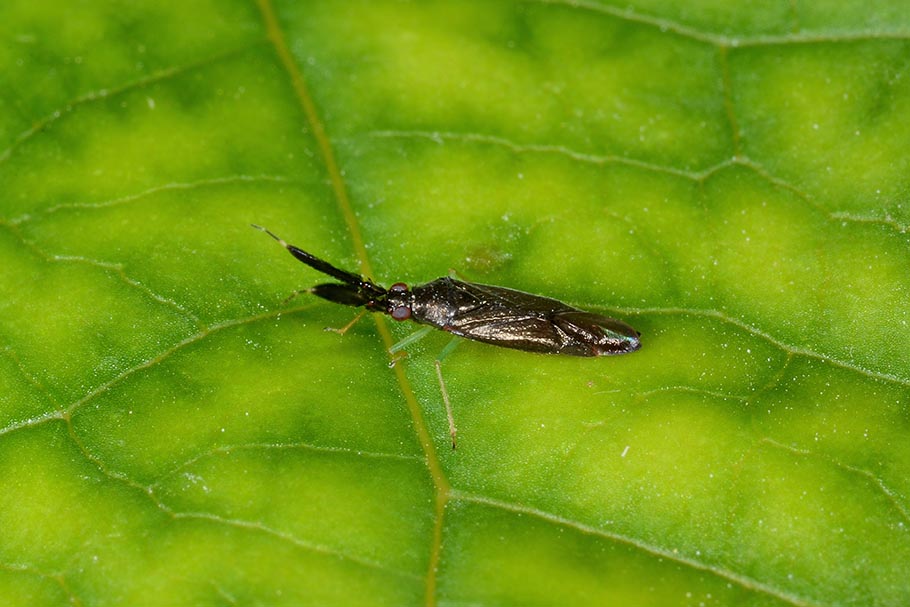 Miridae:  Heterotoma merioptera?  S !