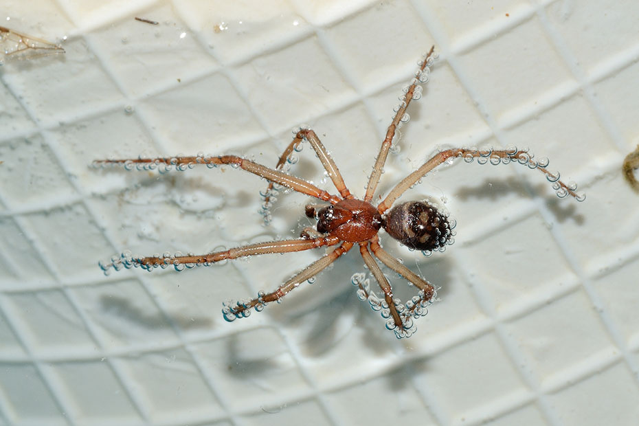 Steatoda grossa - Cascina (Pisa)