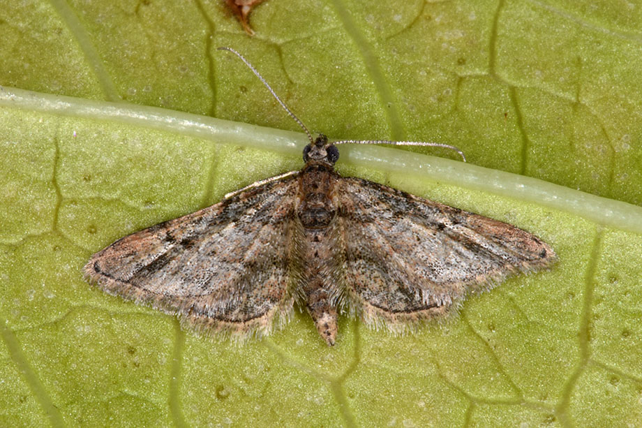 Identificazione falena - Geometridae
