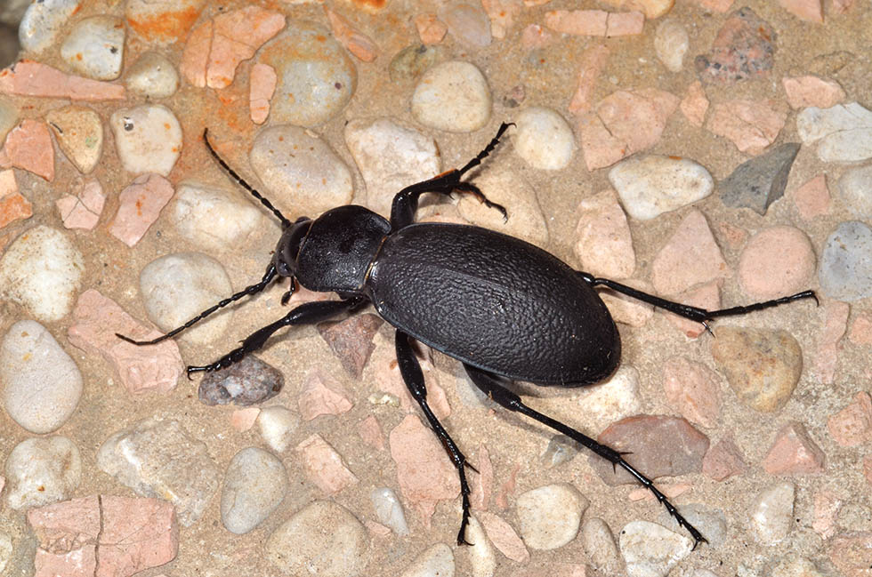 Carabus coriaceus