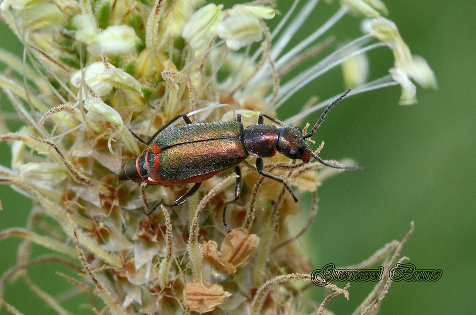 Carabidae? No, Malachiidae