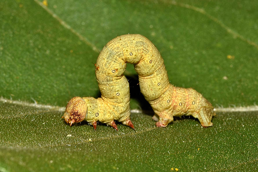Identificazione bruco: Ascotis selenaria - Geometridae