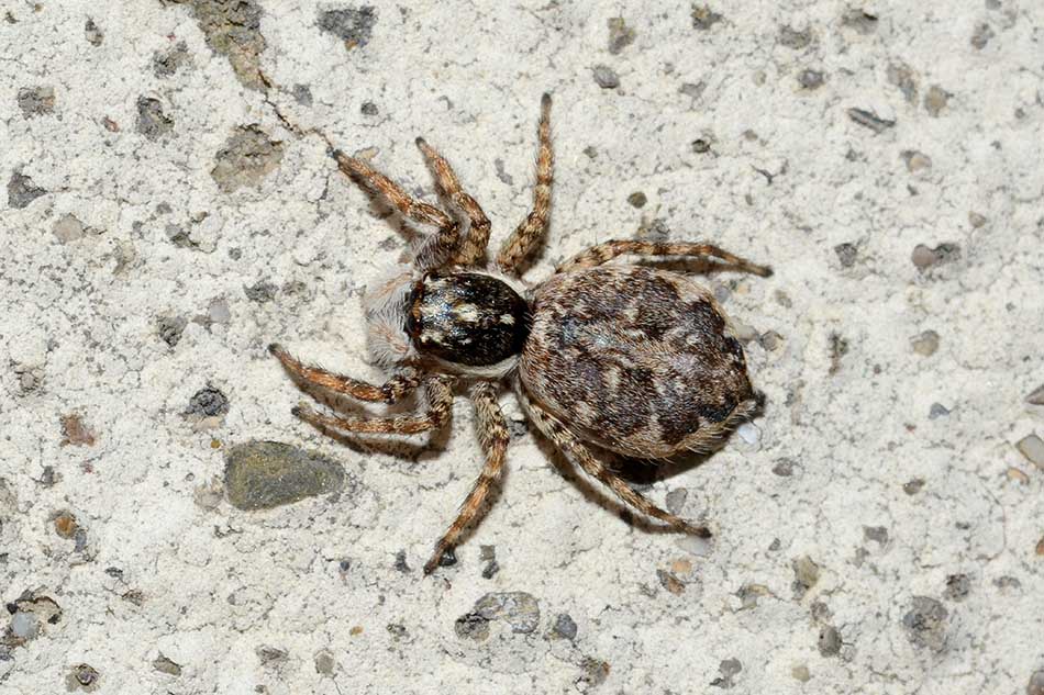 Menemerus semilimbatus - Cascina (PI)