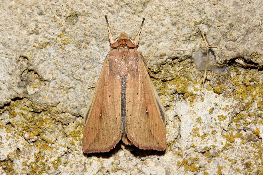 Mythimna (Pseudaleteia) unipuncta