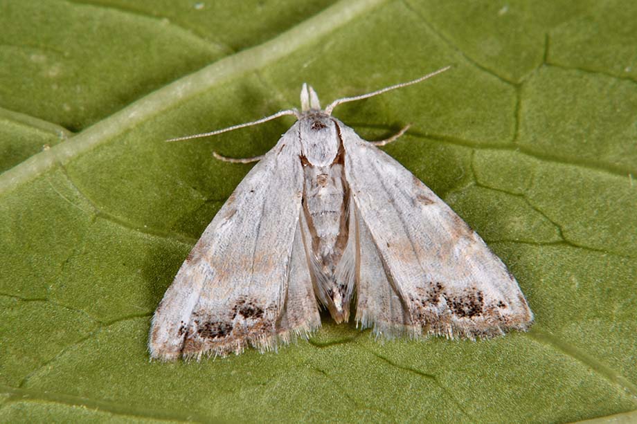 Identificazione falena: Nola cfr. chlamitulalis, Nolidae