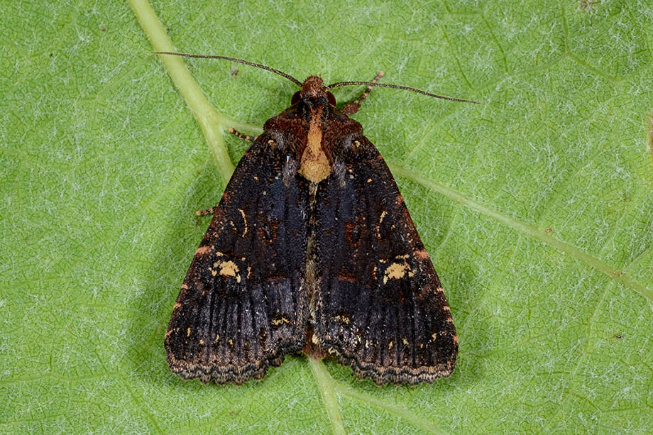 Identificazione falena - Mesapamea secalis Cfr.