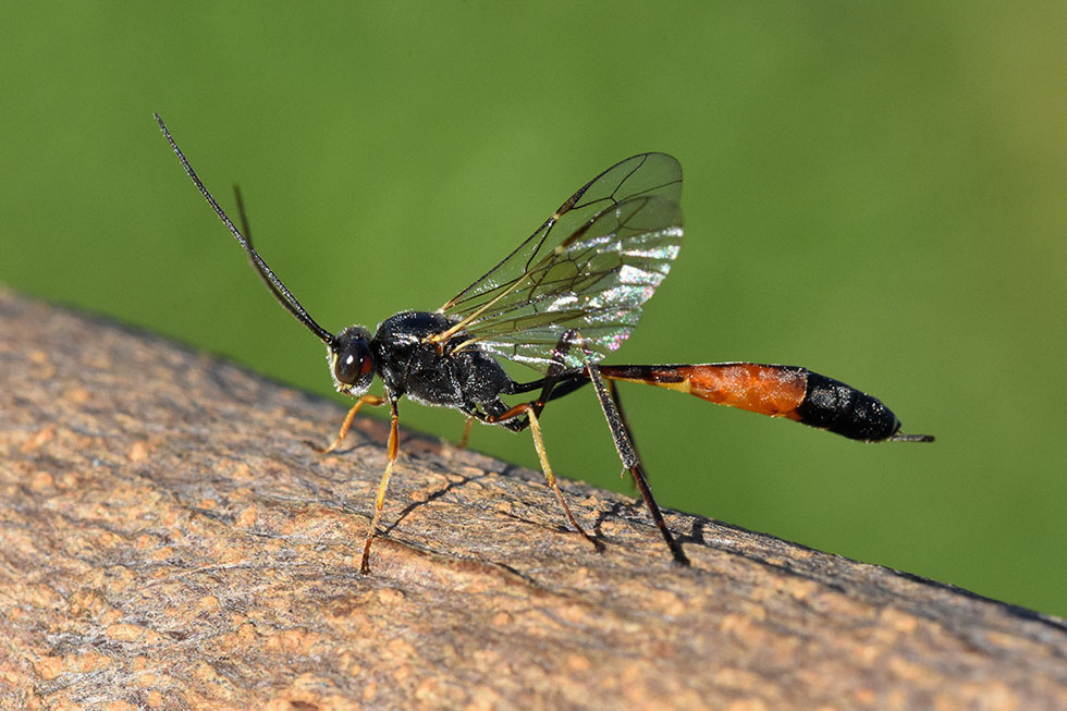 Ichneumonidae Anomaloninae : cfr. Agrypon sp.