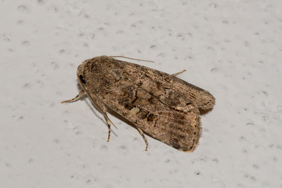 Identificazione falena - Spodoptera cilium, Noctuidae
