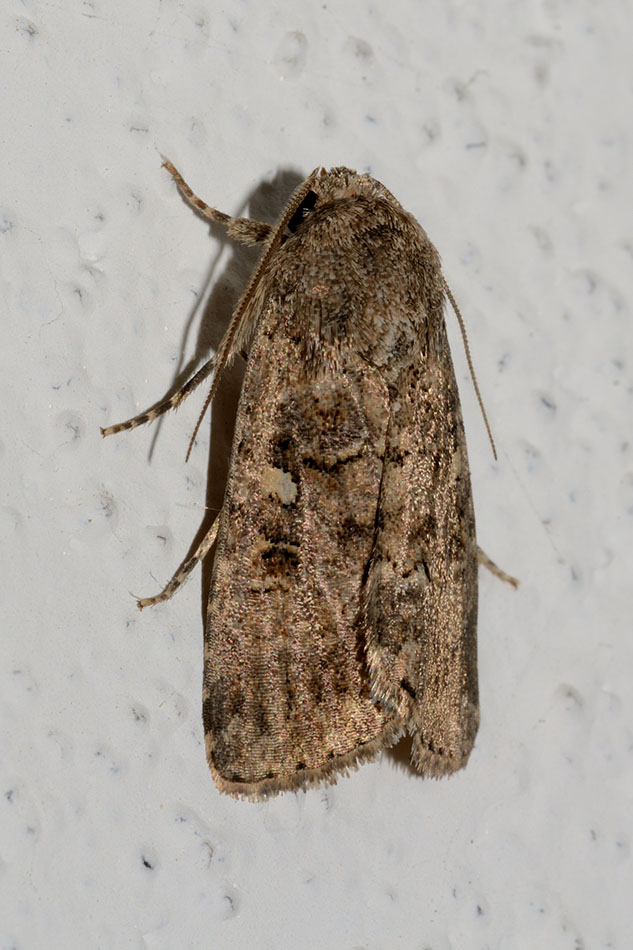 Identificazione falena - Spodoptera cilium, Noctuidae