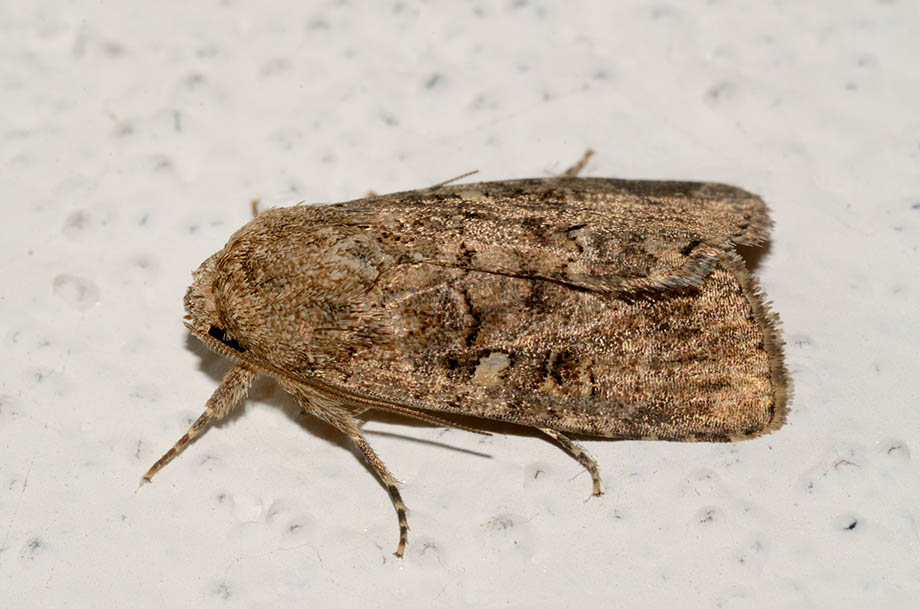 Identificazione falena - Spodoptera cilium, Noctuidae