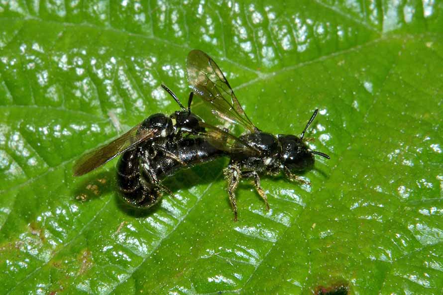 Ceratina cucurbitina (Apidae)
