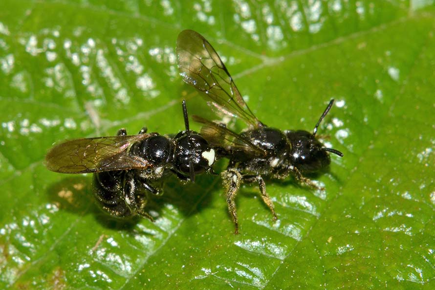 Ceratina cucurbitina (Apidae)