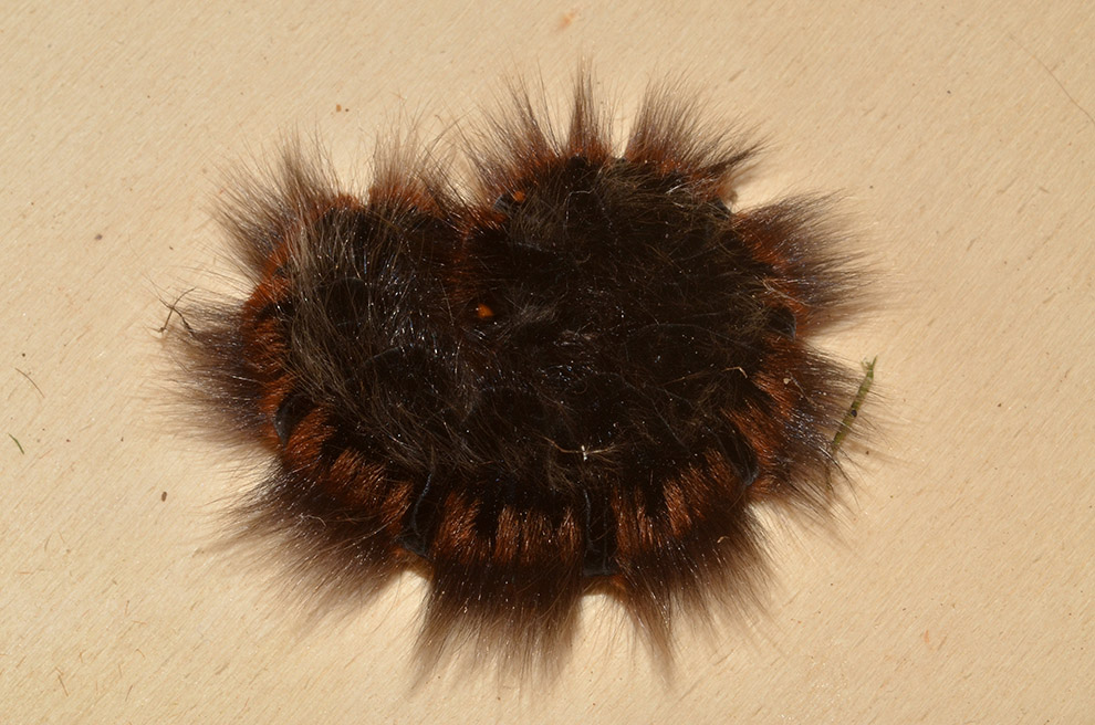 Identificazione bruco - Macrothylacia rubi