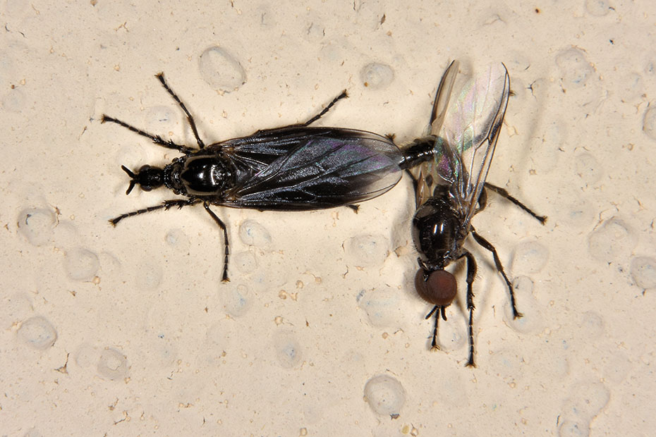 Bibionidae: Dilophus?  S, Dilophus febrilis