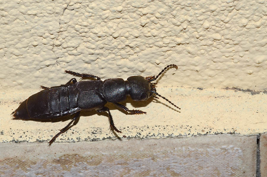 Ocypus olens?