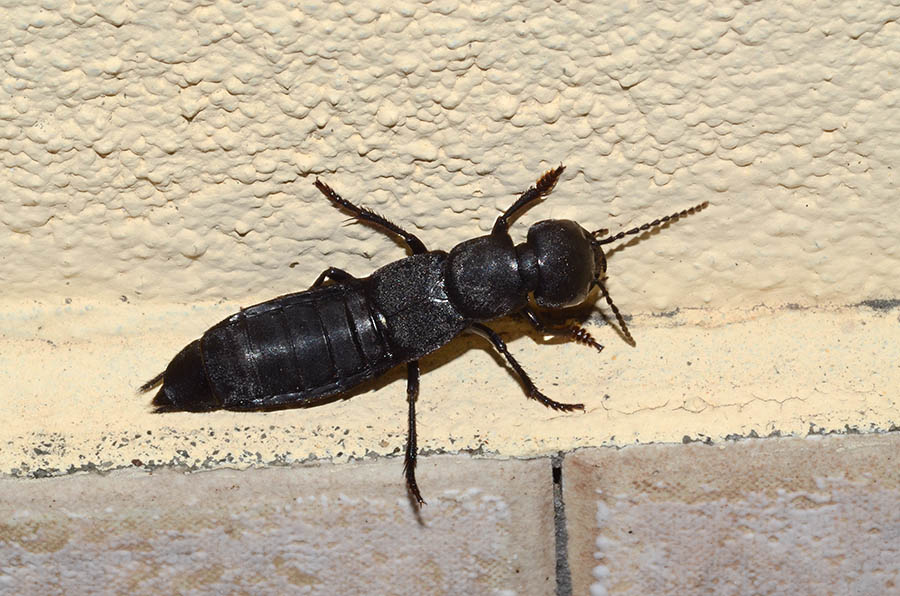 Ocypus olens?
