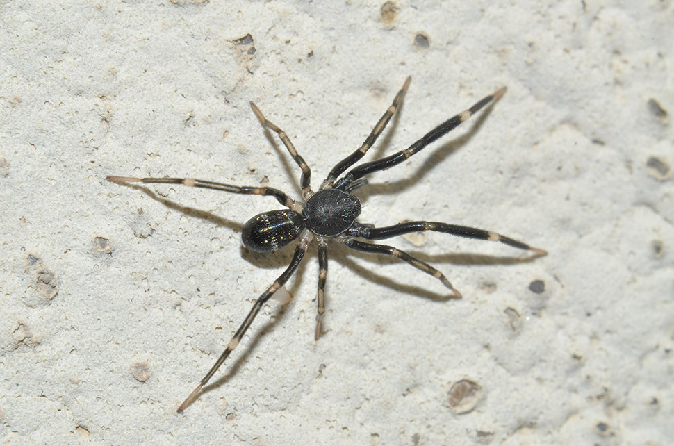 Liophrurillus flavitarsis  - Cascina (PI)