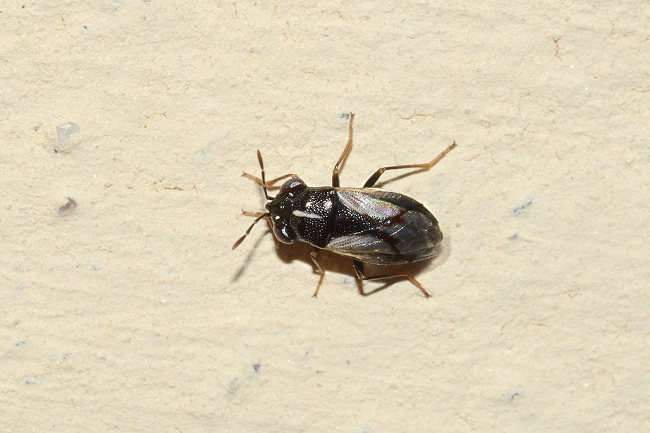 Lygaeidae: Geocoris lineola della Toscana (PI)