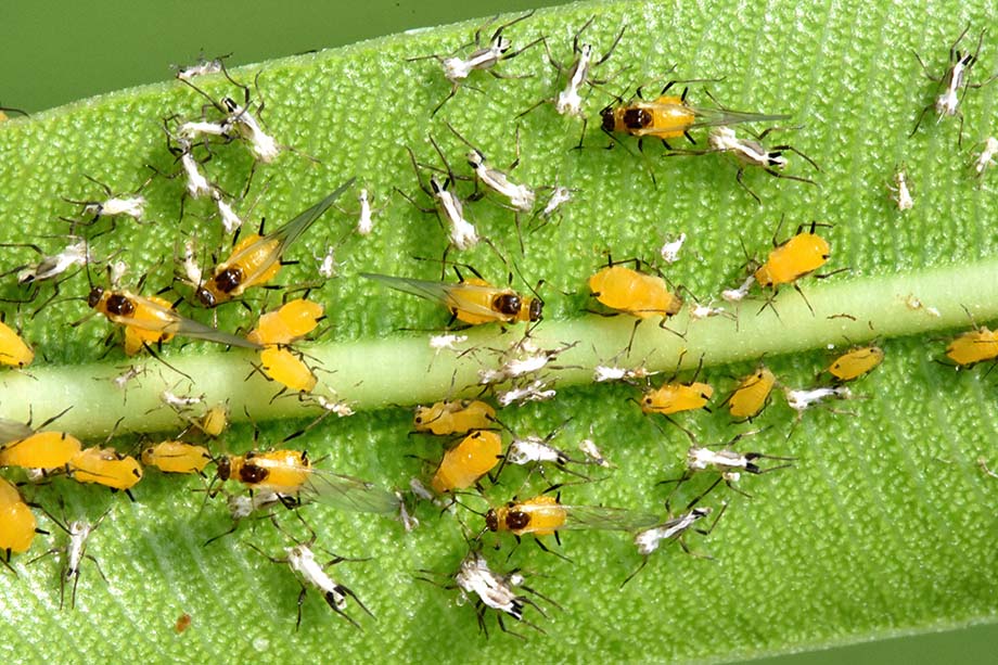 Aphis nerii