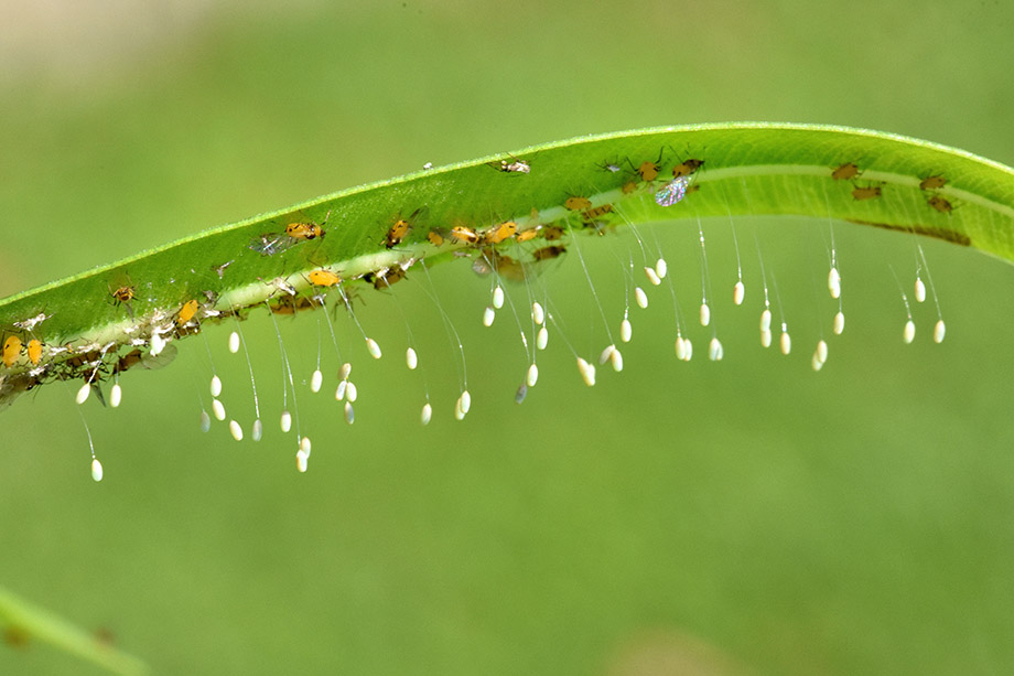 Aphis nerii
