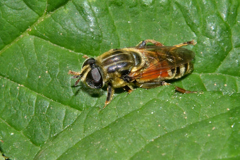 Merodon gr. avidus, femmina  (Syrphidae)