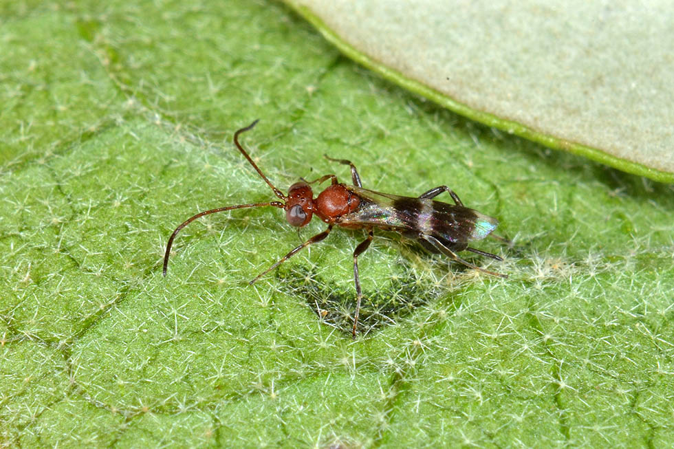 Ichneumonidae: probabile Gelis sp.