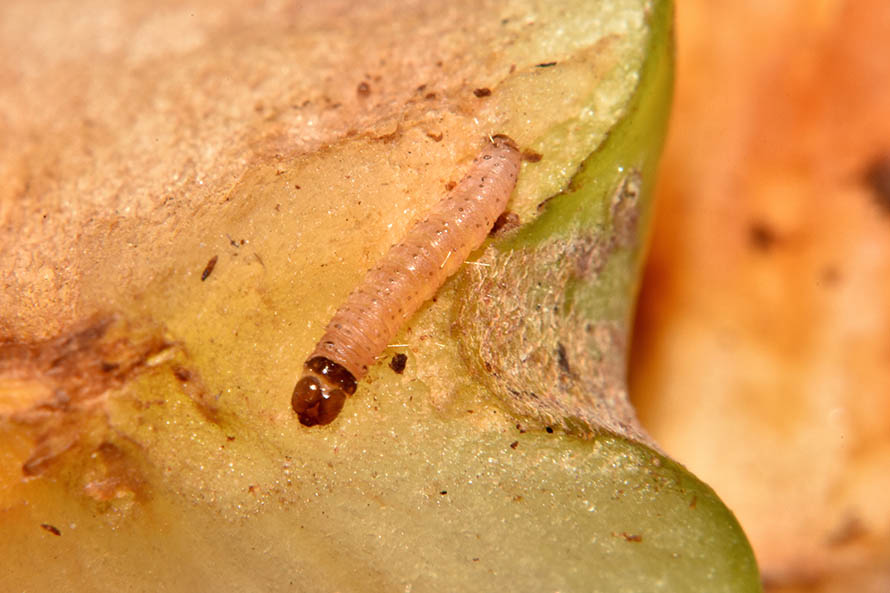 Identificazione falena- Apomyelois ceratoniae - Pyralidae