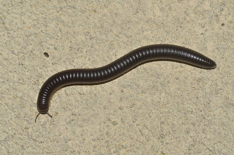 Pachyiulus sp.(Diplopoda Julidae)