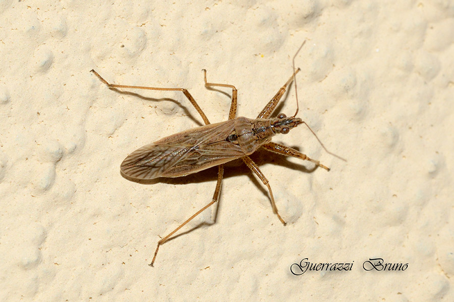 Nabidae: Nabis sp. della Toscana (PI)