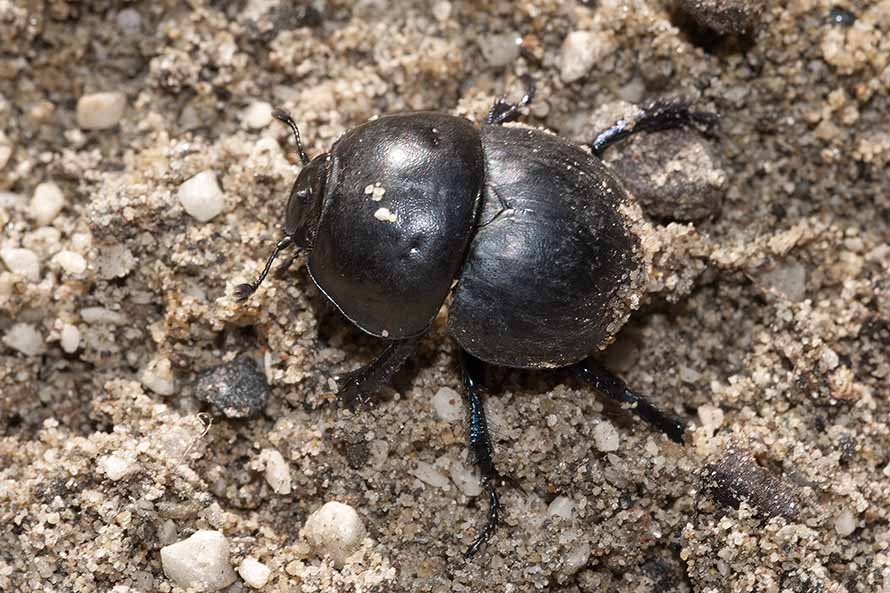 Jekelius intermedius (Geotrupidae)