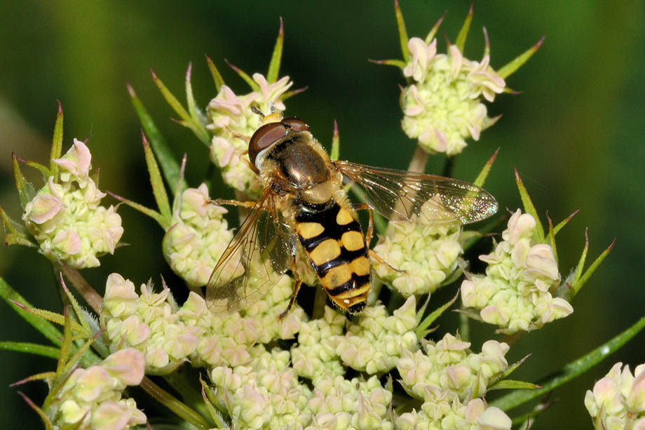 Eupeodes corollae, maschio (Syrphidae)