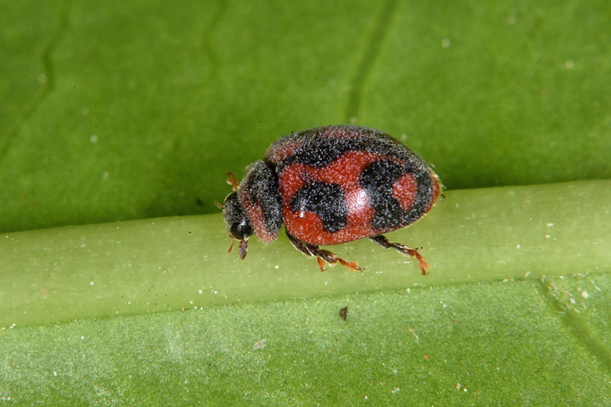 Coccinellidae: Rodolia cardinalis
