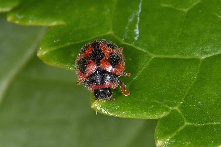 Coccinellidae: Rodolia cardinalis