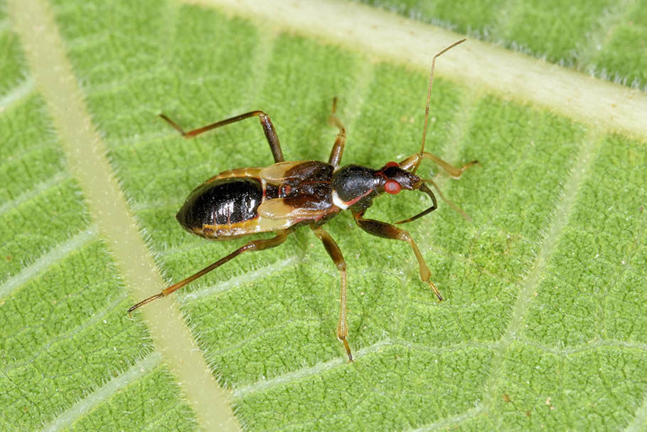 Nabidae: Aptus mirmicoides, ninfa di Cascina (Pisa)