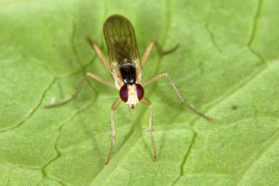 Cordilura albipes, maschio    (Scathophagidae)