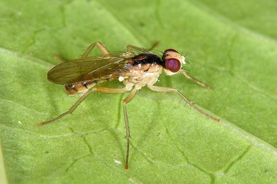 Cordilura albipes, maschio    (Scathophagidae)