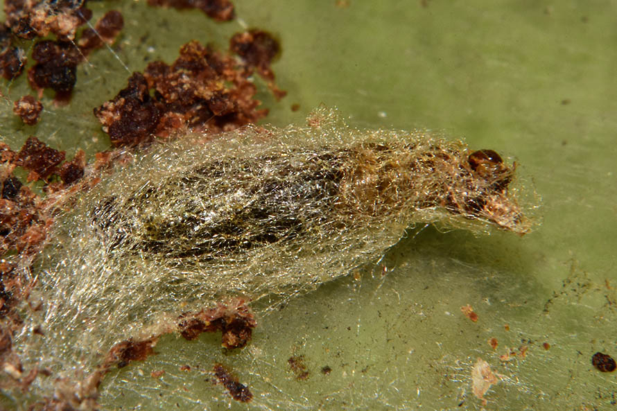 Identificazione falena- Apomyelois ceratoniae - Pyralidae