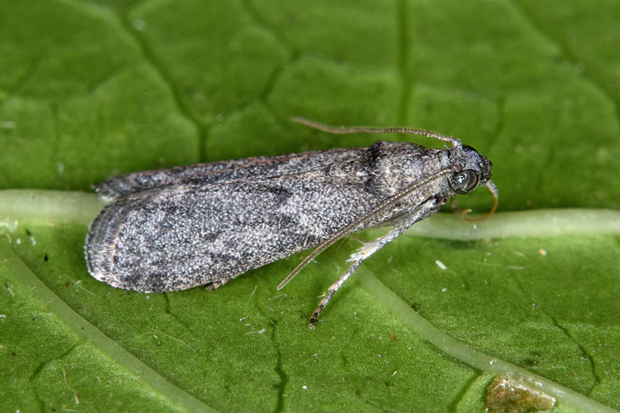 Identificazione falena- Apomyelois ceratoniae - Pyralidae