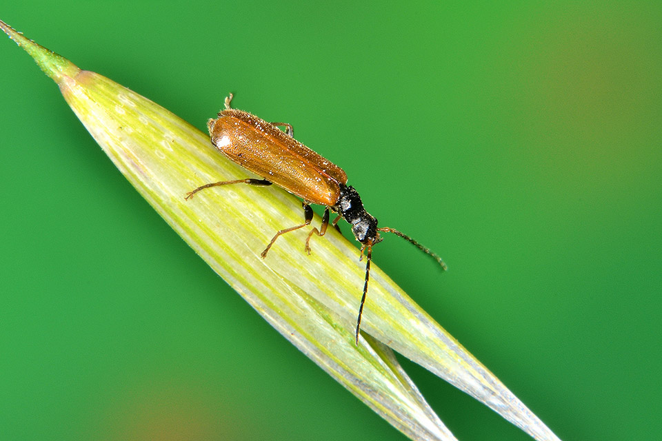 Rhagonycha fuscitibia