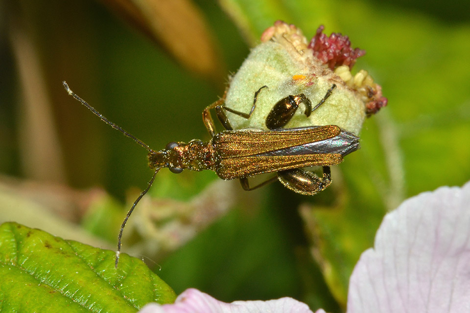 Oedemera flavipes