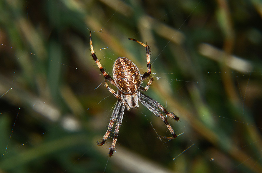 Neoscona byzanthina?  S  - Pisa