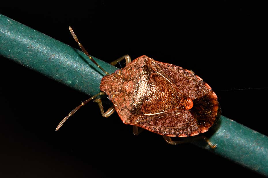 Pentatomidae:  Dryadocoris apicalis