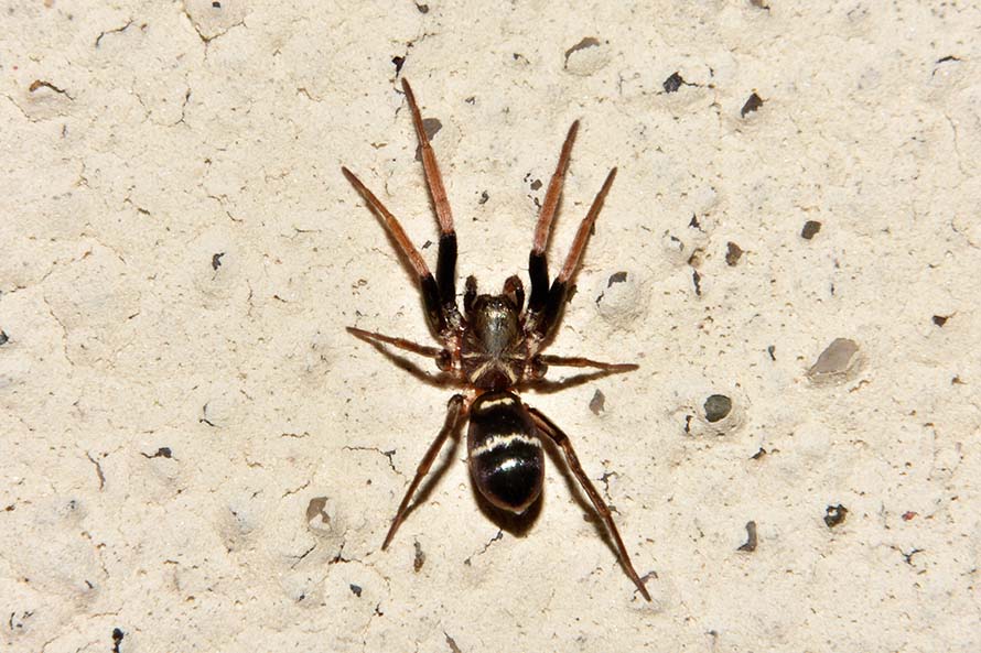 Micaria sp.   -  Cascina (Pisa)