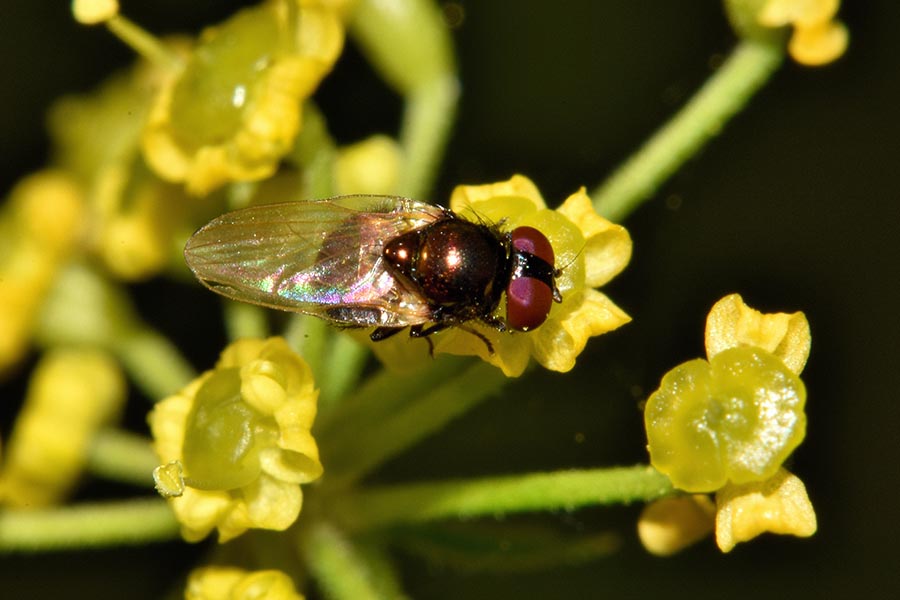 Identificazione dittero:  fam. Lonchaeidae