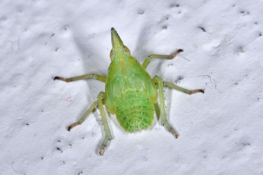 ninfa di Dictyophara sp. (Fulgoromorpha Dictyopharidae)