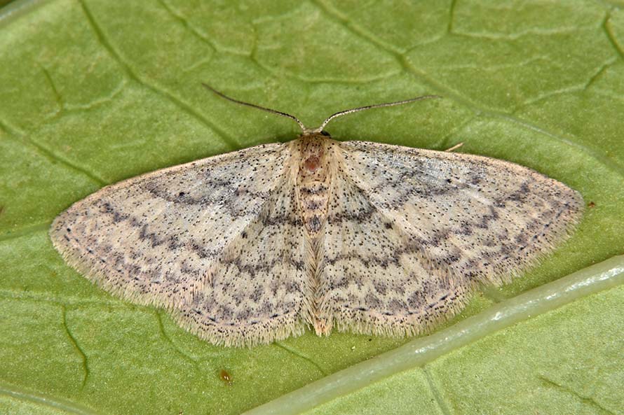 Identificazione Geometride: Scopula (Calothysanis) minorata